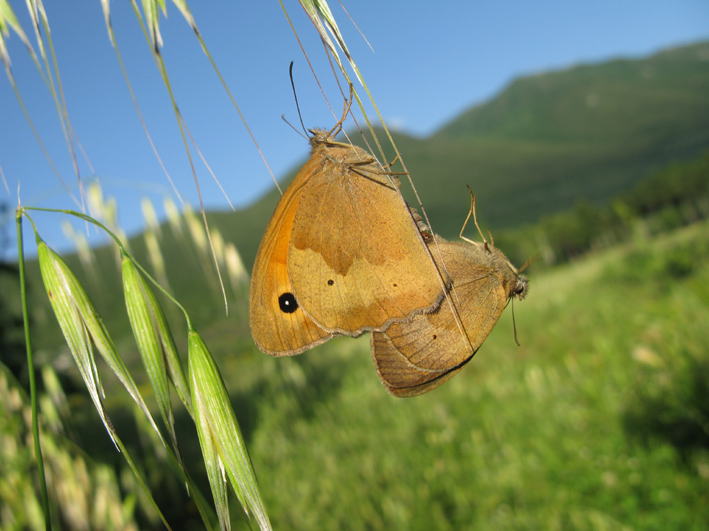 farfalle da identificare